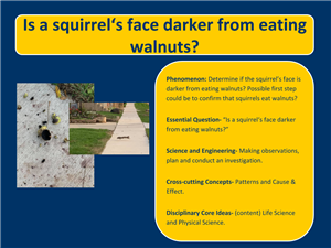 Squirrel's Face
